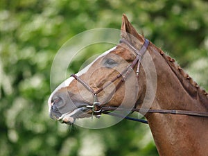 Head Shot of Horse Doing Dressage