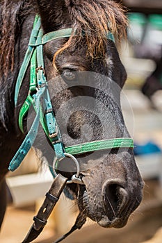 Head Shot of Horse Portrait