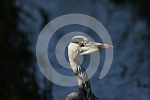 A head shot of a hunting Grey Heron, Ardea cinerea, fishing in the reeds at the edge of a lake.