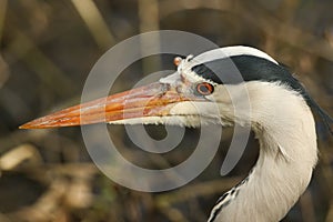 A head shot of a hunting Grey Heron, Ardea cinerea, standing on the bank of a river.