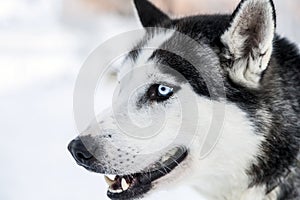Head shot of a husky dog in Lapland photo
