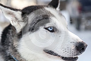 Head shot of a husky dog in Lapland, Finland photo