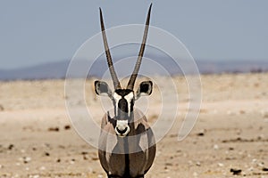 Head shot of an impressive Gemsbok