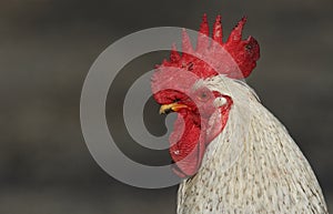 A head shot of a stunning Cockerel.