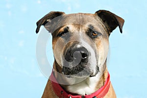 Head shot of large mixed breed young dog with floppy ears, wearing a red coll