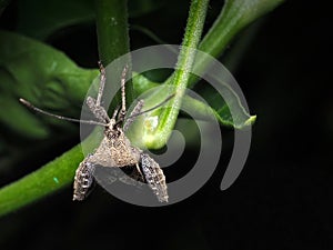 Head Shot Of A Leaf-Footed Bug