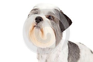 Head Shot of Lhasa Apso Dog