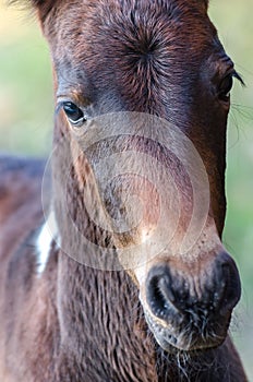 A head shot of a little foal