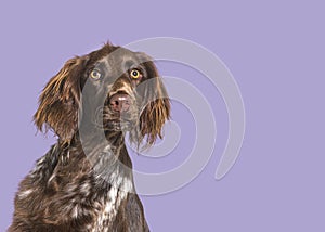 Head shot of long haired munsterlander dog looking away in front of purple background