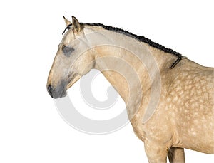 Head shot of a lusitano horse standing in front, side view photo