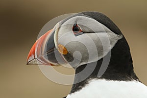 A head shot of a magnificent Atlantic Puffin, Fratercula arctica,.