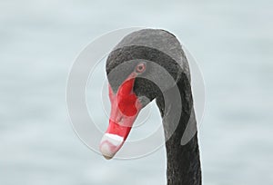 A head shot of a magnificent Black Swan, Cygnus atratus,.