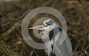 A head shot of a magnificent hunting Grey Heron, Ardea cinerea, standing at the bank of a river.