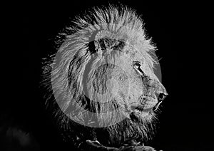 Head shot of a male lion