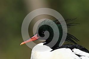 A head shot of a male Scaly-sided Merganser, Mergus squamatus, at Arundel wetland wildlife reserve.