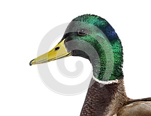 Head shot of Mallard Duck, Anas platyrhynchos, isolated on white