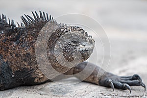 Head shot of a Marine Iguana Galapagos