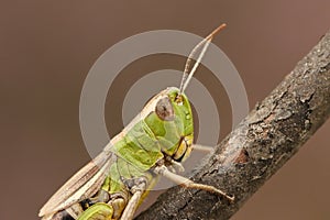 A head shot of a pretty Meadow Grasshopper Chorthippus parallelus perching on a twig.