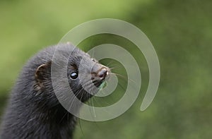 A head shot of a Mink, Neovison vison, at the British Wildlife Centre.