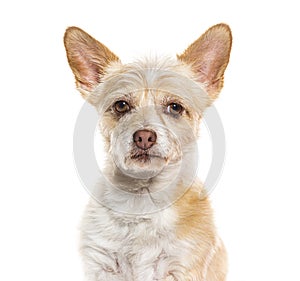 Head shot of a Mongrel, Isolated on white