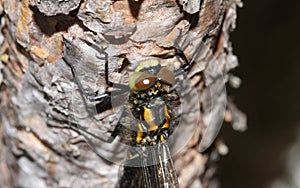 The head shot of a newly emerged rare White-faced Darter Dragonfly Leucorrhinia dubia.