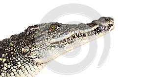 Head shot of a Nile crocodile, Crocodylus niloticus, isolated on white