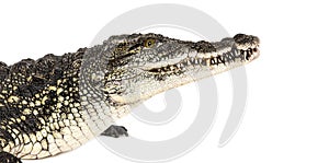 Head shot of a Nile crocodile, Crocodylus niloticus, isolated on white