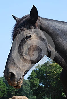 Head shot of an old black horse