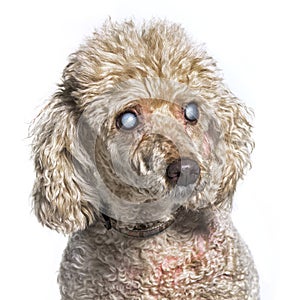 Head shot of an old and blindness poodle dog photo