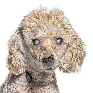 Head shot of an old and blindness poodle dog photo