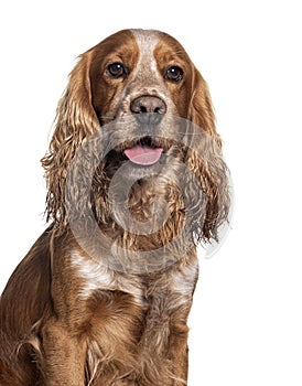 Head shot of a Old Cocker dog graying, Isolated on white