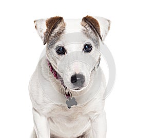 Head shot of a Old mongrel dog, isolated on white