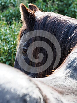 Head Shot of an Older Horse