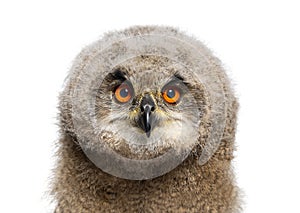 Head shot of a One month, Eurasian Eagle-Owl chick, Bubo bubo, isolated on white