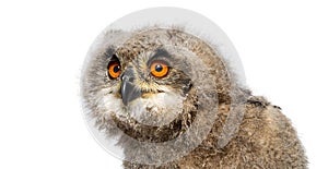 Head shot of a One month, Eurasian Eagle-Owl chick, Bubo bubo, isolated on white