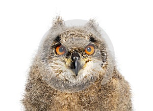 Head shot of a One month, Eurasian Eagle-Owl chick, Bubo bubo, isolated on white