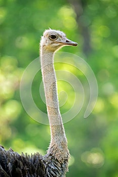 A Head Shot of an Ostrich
