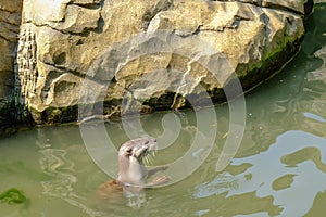 Head shot of an otter in water