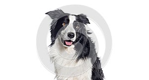 Head shot of a panting Border collie looing back away a copy text place , isolated on white photo