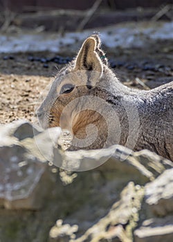 Head Shot of Patagonian Cavy