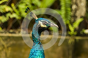 Head shot of a peacock with a very cool bokeh background