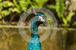 Head shot of a peacock with a very cool bokeh background