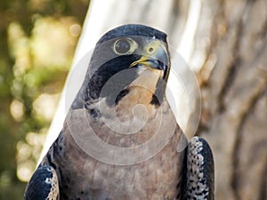 Head Shot of a Peregrine Falcon