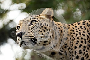 Head shot of Persian leopard