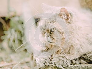 Head shot photograph from female gray persian cat with long hair