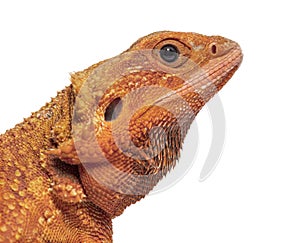 Head shot of a pogona super extrem red super transparent photo