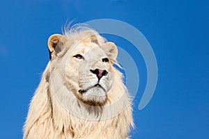 Head Shot Portait of Majestic White Lion Blue Sky photo