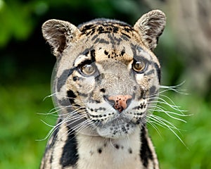Head Shot Portrait of Beautiful Clouded Leopard