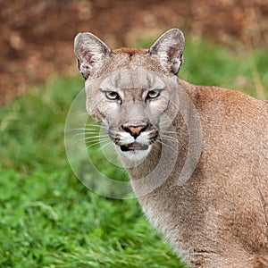 Head Shot Portrait of Beautiful Puma