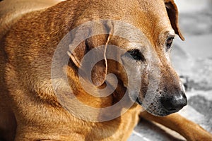 Head shot portrait of brown Labrador old dog pet animal lying on